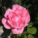 Marija 아파트 *